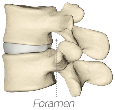 spinal foramen