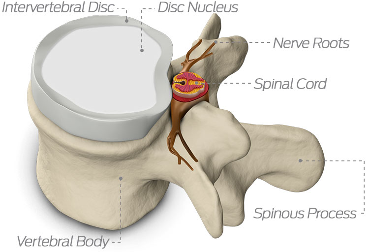 spinal anatomy